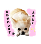チワパピローズさんver.3（個別スタンプ：2）