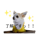 チワパピローズさんver.3（個別スタンプ：4）
