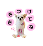 チワパピローズさんver.3（個別スタンプ：9）