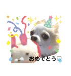 チワパピローズさんver.3（個別スタンプ：11）