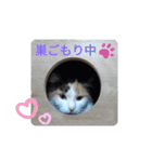 necoKKK ちゃんねる（個別スタンプ：3）