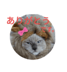 necoKKK ちゃんねる（個別スタンプ：6）