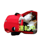 necoKKK ちゃんねる（個別スタンプ：7）