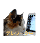 necoKKK ちゃんねる（個別スタンプ：12）