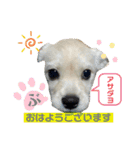 ペキチワぶんた1（個別スタンプ：1）