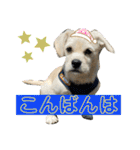 ペキチワぶんた1（個別スタンプ：3）