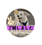 ペキチワぶんた1（個別スタンプ：12）