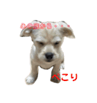 ペキチワぶんた1（個別スタンプ：21）