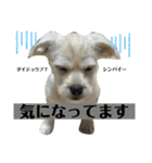 ペキチワぶんた1（個別スタンプ：23）