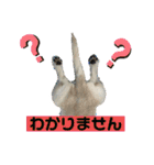 ペキチワぶんた1（個別スタンプ：24）