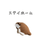 かれいくんだよ（個別スタンプ：3）