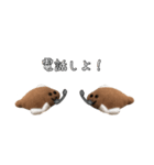 かれいくんだよ（個別スタンプ：16）