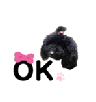 黒トイプードルの会話（個別スタンプ：10）