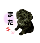 黒トイプードルの会話（個別スタンプ：11）
