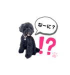 黒トイプードルの会話（個別スタンプ：15）
