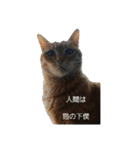 Masaと愉快な仲間たち+㌁（個別スタンプ：1）