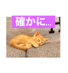 こねスタ5（個別スタンプ：7）