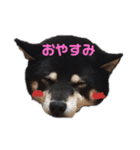 黒柴 リラ（個別スタンプ：1）
