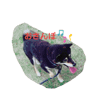 黒柴 リラ（個別スタンプ：5）