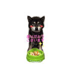 黒柴 リラ（個別スタンプ：7）
