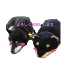 黒柴 リラ（個別スタンプ：8）