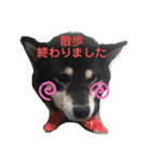 黒柴 リラ（個別スタンプ：12）
