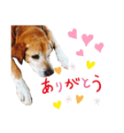 らーちゃんずスタンプ（個別スタンプ：7）