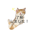 しゃけの日常会話（個別スタンプ：1）