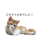しゃけの日常会話（個別スタンプ：9）
