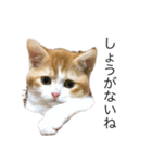 しゃけの日常会話（個別スタンプ：10）
