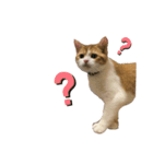 しゃけの日常会話（個別スタンプ：11）