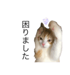 しゃけの日常会話（個別スタンプ：12）