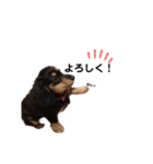 ダックス犬める2（個別スタンプ：4）