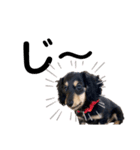 ダックス犬める2（個別スタンプ：5）