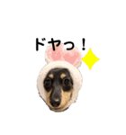 ダックス犬める2（個別スタンプ：8）