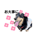 ダックス犬める2（個別スタンプ：9）