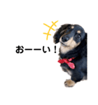 ダックス犬める2（個別スタンプ：10）