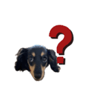 ダックス犬める2（個別スタンプ：12）
