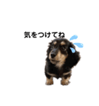 ダックス犬める2（個別スタンプ：13）