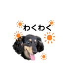 ダックス犬める2（個別スタンプ：15）