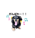 ダックス犬める2（個別スタンプ：16）