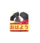 PONスタンプ（ペキチワ）（個別スタンプ：2）