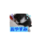 PONスタンプ（ペキチワ）（個別スタンプ：3）