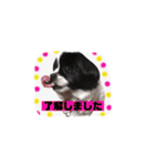 PONスタンプ（ペキチワ）（個別スタンプ：8）