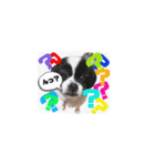 PONスタンプ（ペキチワ）（個別スタンプ：19）