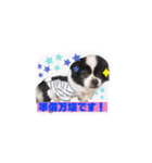 PONスタンプ（ペキチワ）（個別スタンプ：31）