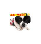 PONスタンプ（ペキチワ）（個別スタンプ：33）