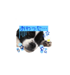 PONスタンプ（ペキチワ）（個別スタンプ：40）