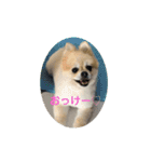 ポメラニアンちょこちゃん（個別スタンプ：1）