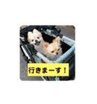 ポメラニアンちょこちゃん（個別スタンプ：2）